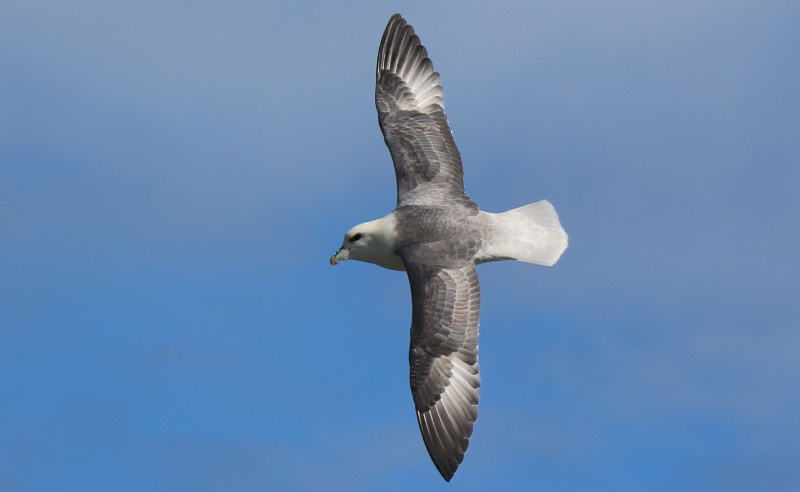 Sturmvogel